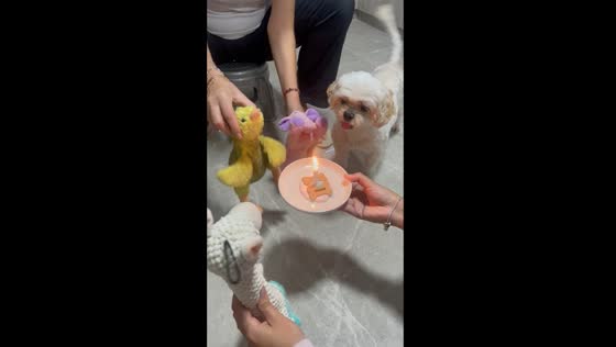 Chloe's 11th barkday bash: a pawsitively hilarious celebration in Peru!
