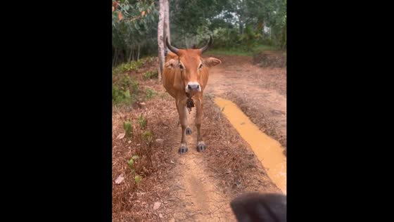 Cow blocks path in Jakarta, Indonesia