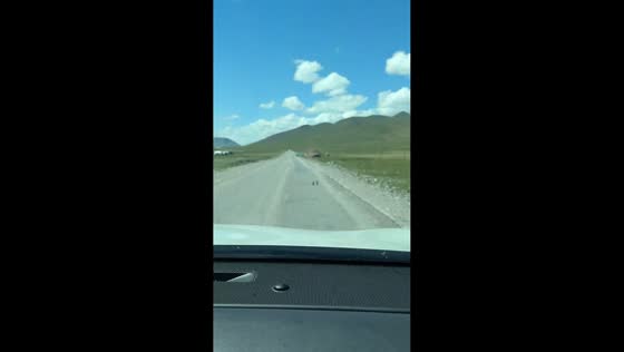 Two pikas repeatedly bump into each other while fighting in Qinghai, China
