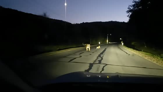 Siberian tigers spotted roaming highway at night in Jilin, China