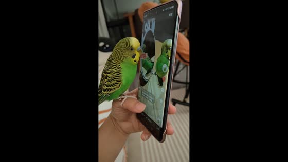 Clever parrot scrolls phone to watch previous video in Guizhou, China