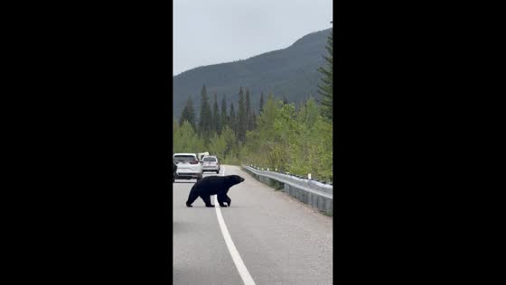 Black bear calmly crosses highway causing traffic slowdown in Jasper, Alberta, Canada