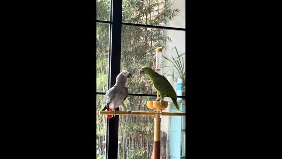 Parrots fight on stand pole in Anhui, China