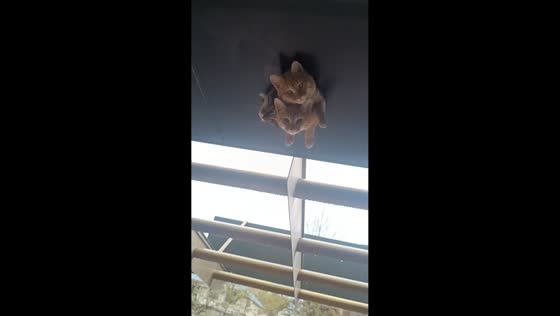 Cats peeking through lamp hole in Baku, Azerbaijan