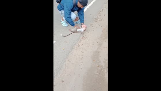 Man performs CPR on unconscious monkey in Kerala, India