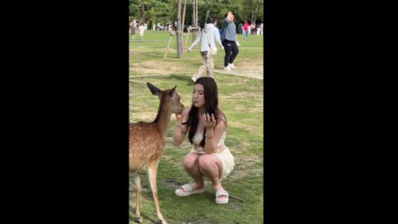 Feeding deer rice crackers by mouth at Nara Park, Japan