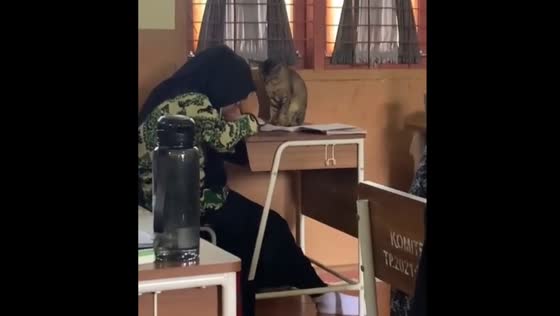 The cat came to the lesson for sleeping