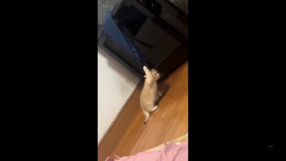 Kitten gets stuck and loses balance while hanging from clothes in Zhejiang, China