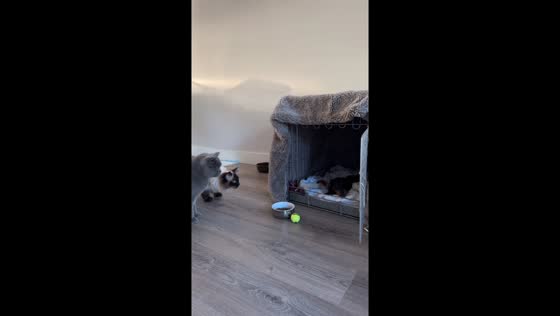 Adorable pets cuddle and play in Laren, Netherlands
