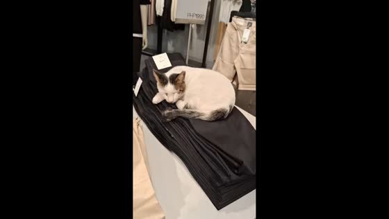 Cat peacefully naps on display inside clothing store in Makati, Philippines