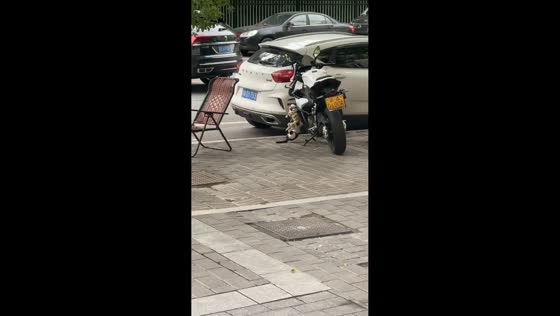 Cat grabs and bites plush toy hanging from motorcycle in Chongqing, China