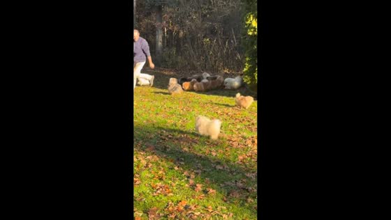 Man greeted by pack of Pomeranians after run in Austria