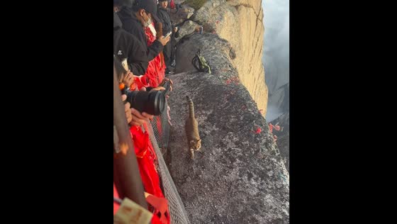Cat walks near cliff edge unfazed, Mount Huashan, China