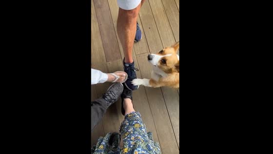 Cherry the corgi joins the paw-sitive circle of friendship: a delightful trick unveiled in Concord!
