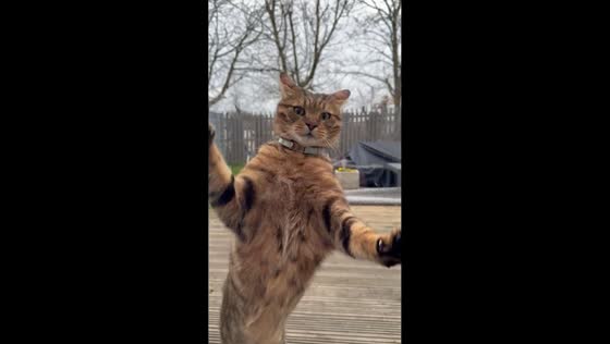 Cat playfully lunges at glass door in Newcastle upon Tyne, UK