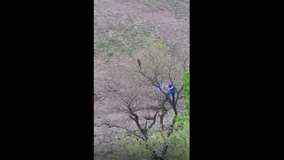 Unconventional rescue: man uses chainsaw to save cat stuck in tree branch in Krasnodar