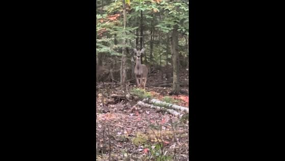 Deer and fawn encounter during crossbow deer hunting opening day