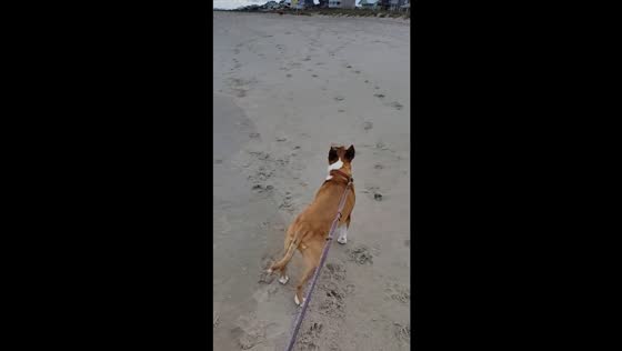 Afternoon walk with dogs at seaside in Emerald Isle, North Carolina, USA