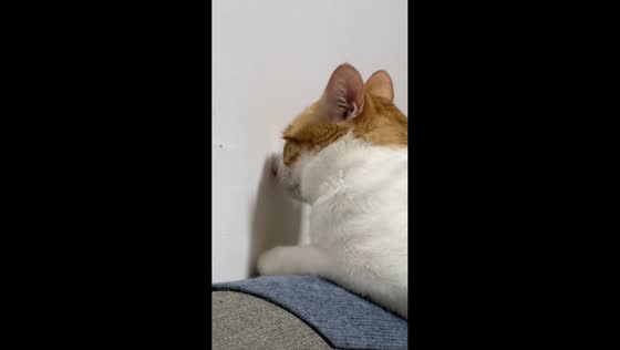 Cat appears to have a sad moment in Guangdong, China