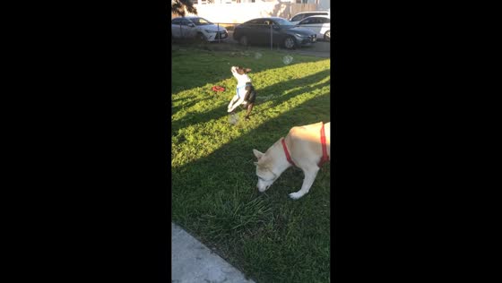 Dogs chase bubbles in playful moment in Suisun, California, USA