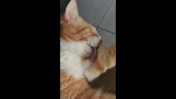 Sleepy cat with tongue stuck on its leg creates adorable moment in Ijuí, Brazil