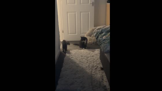 Playful kitten shows off 'crab walk' moves