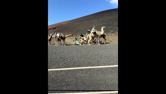 Camel falls during ride in Lanzarote, Spain