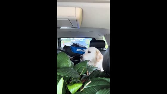 Dog’s guilty reaction to police presence sparks laughter in Kansas, Missouri, USA