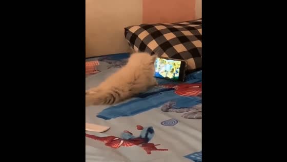 Cat watches phone intently after being left alone in Garut, Indonesia