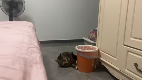Cat falls off bed while sleeping and continues resting on floor in Hebei, China