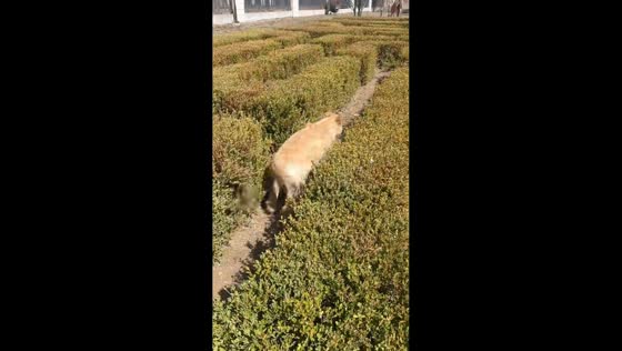Golden retriever puppy navigates hedge maze in Liaoning, China