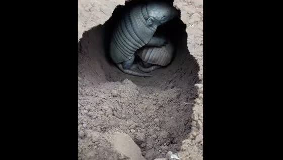 Armadillos discovered in Brasnorte, Brazil