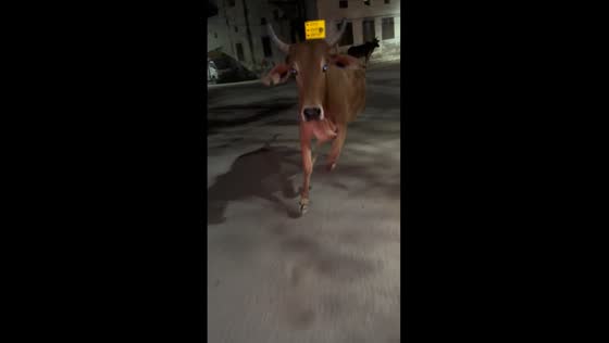 Delhi dare: close encounter with a cow caught on camera
