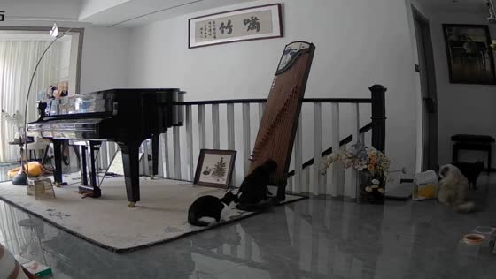 Curious cat makes music on guzheng in Jiangxi, China