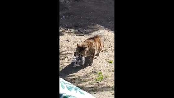 Mother cat carries kitten into home in Seine-et-Marne, France