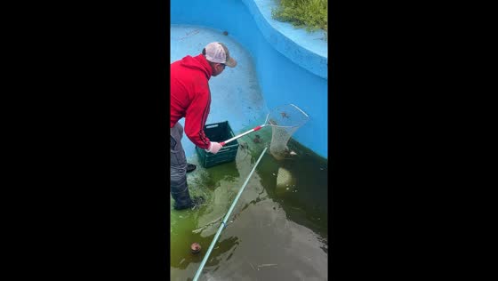 Man releases toads while cleaning pool in Buenos Aires, Argentina