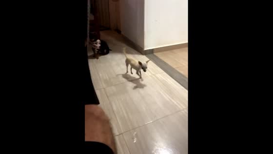 Chihuahua walks with tiny, funny steps in Caicedonia, Colombia
