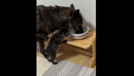 Kitten tries to drink from dog's bowl in Osaka, Japan