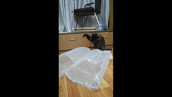 Funny cat plays with inflatable air column bags in Sichuan, China
