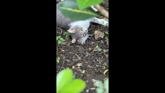 Cat and mouse moment in Guanacaste, Costa Rica