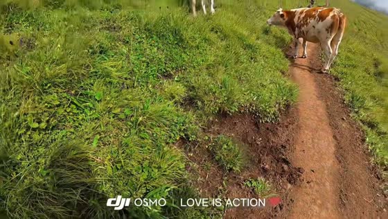 Hiker knocked down by cow on Wutai Mountain in Shanxi, China