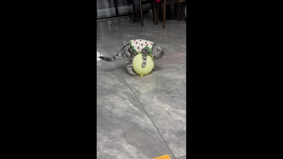 Cat startled by popping balloon in Jiangsu, China