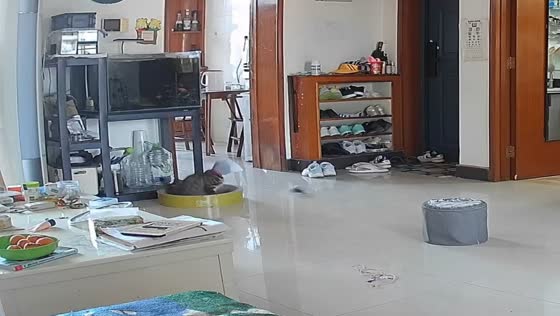 Fish jumps from aquarium and startles cat in Beijing, China