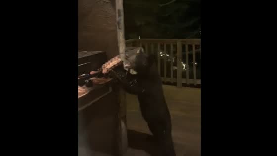 Bear steals food in Bosques de Monterreal, Mexico