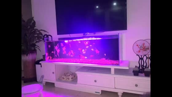 Voice-activated aquarium surprises owner in Neimenggu, China