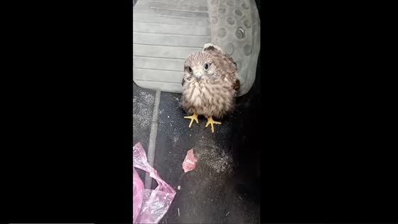 Unexpected owl encounter: feathered passenger in Donetsk car