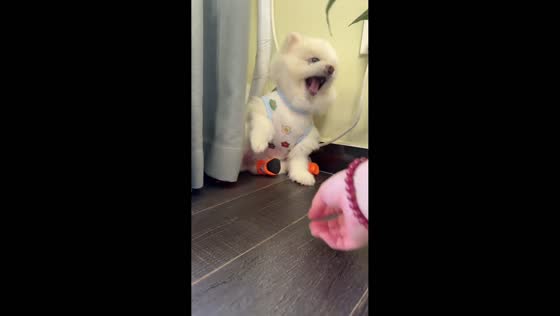 Dog refuses to wear socks in Hebei, China