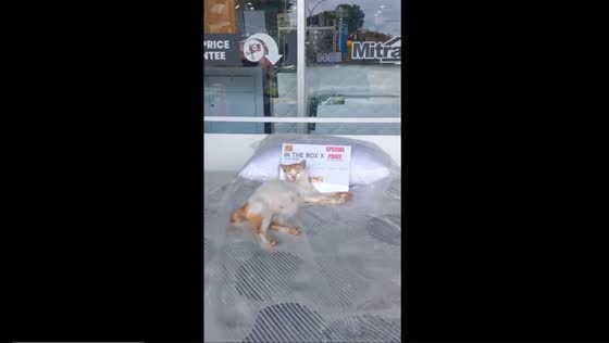 Comfortable cat nap: feline relaxing on mall mattress in Bandung