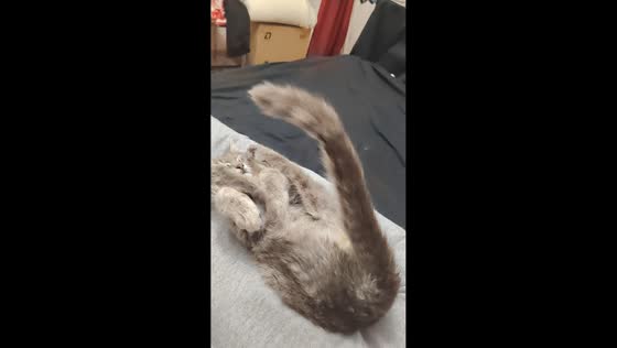 Sleeping cat's upright tail amuses owner in Moscow, Russia