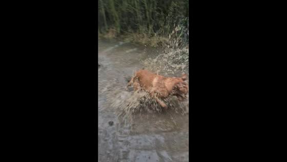 Playful dog Hugo splashes happily through giant puddle in Evesham, England, UK